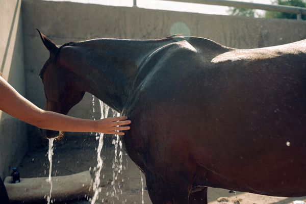 A bay horse at an outdoor wash bay at golden hour, water sheeting off its neck as a hand smooths its coat.