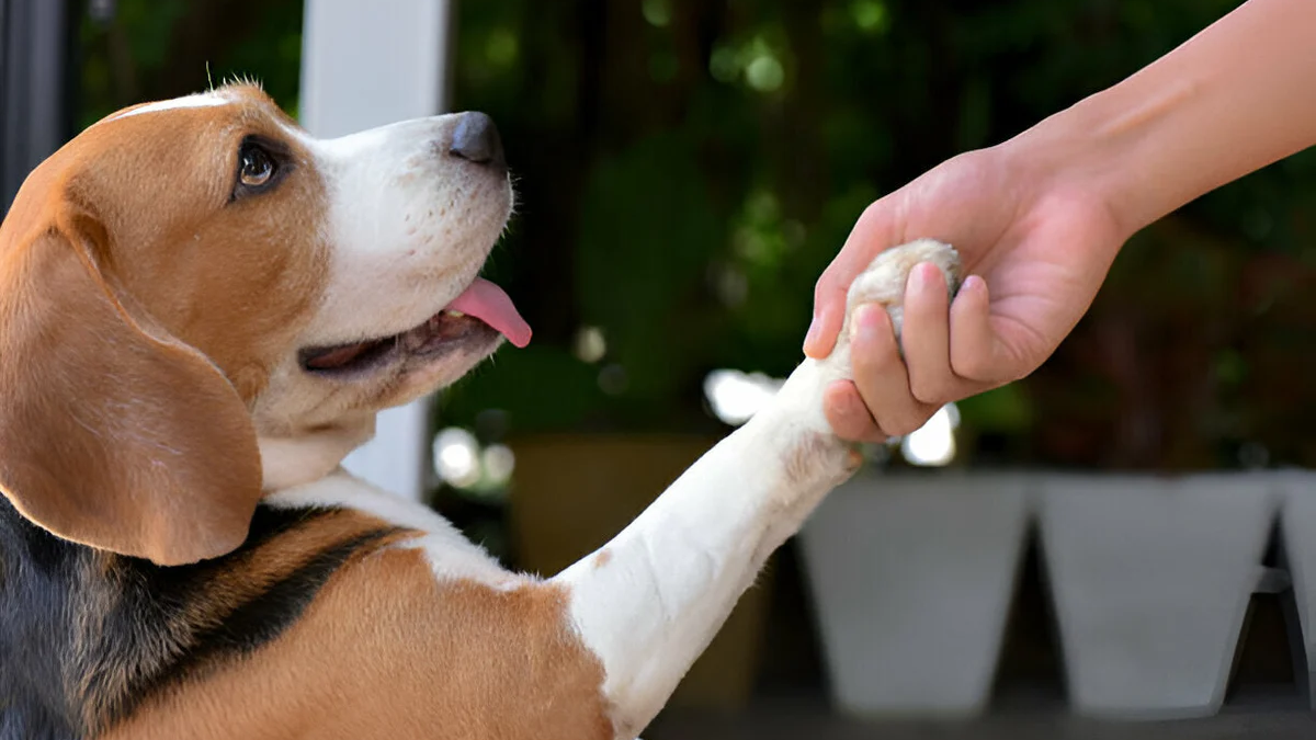 A friendly beagle gently placing its paw in its owner's hand outdoors — natural dog paw care