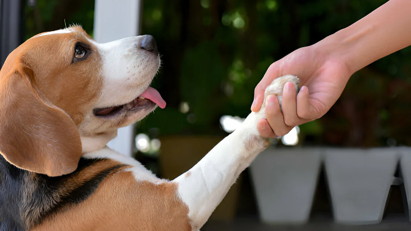 How to Protect Your Dog's Paws in Summer: Hot Pavement, Cracks & Care