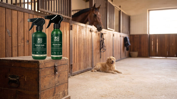 Midnight Stable horse coat mist and Moonlit Paws dog coat mist on a wooden tack trunk in a stable aisle, a bay horse and a golden retriever resting behind