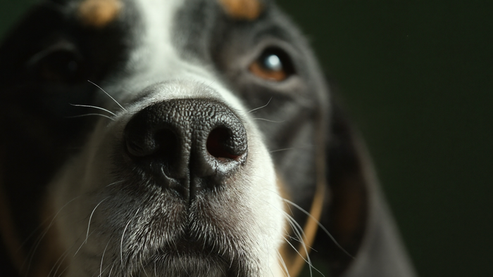 Extreme close-up of a dog's nose in soft morning light, the damp textured leather sharply detailed against a dark background