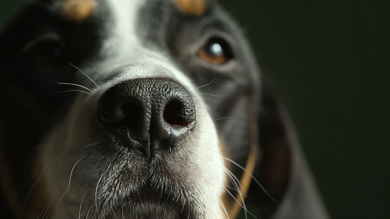 Why a Strong Smell Is the Worst Way to Judge a Dog or Horse Shampoo