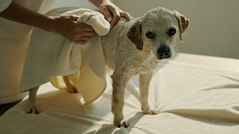 Why Is My Dog Itching After a Bath? 9 Common Causes — and What to Do