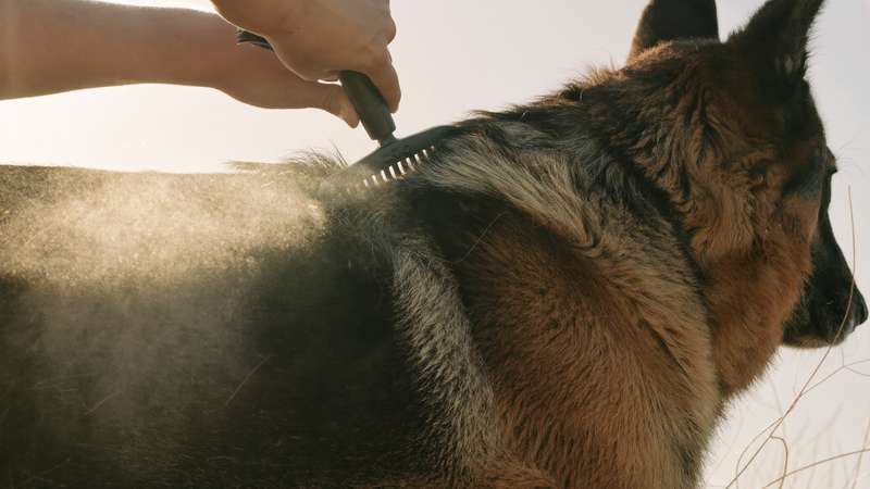 The Autumn Coat Change: Why Your Dog Is Shedding in October, and What Egypt Does to a Coat