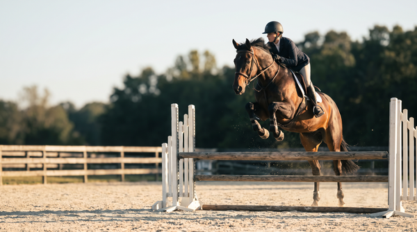 A show jumping horse and rider at the top of a fence in early morning light on a sand arena