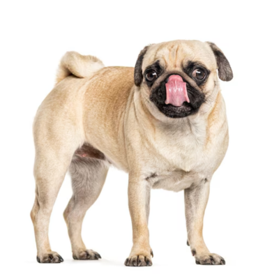 Paw N Hoof natural care