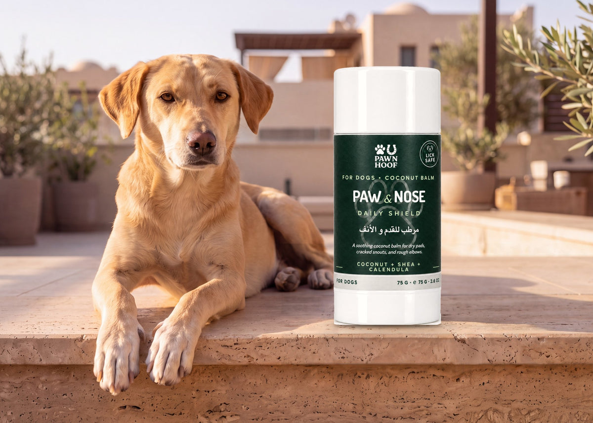 Daily Shield paw and nose balm tube on a stone step beside a golden dog lying in the sun