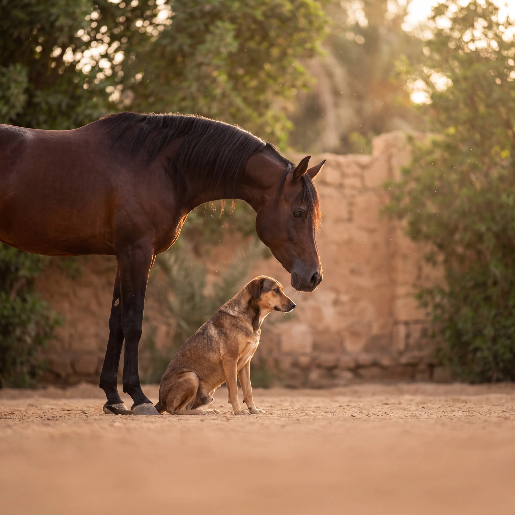 An Arabian horse and an Egyptian Baladi dog together in a stable yard at golden hour
