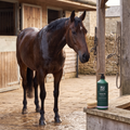 A dark bay horse with a clean, gleaming wet coat standing in a stable yard after washing, the Stable Silk 1 litre bottle and a body brush on a wooden ledge in the foreground